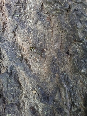 Neoclytus scutellaris