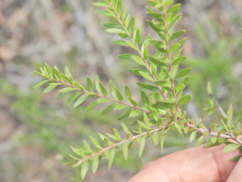 Melaleuca sieberi, photograph 3