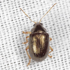 Rhabdopterus