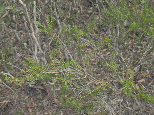 Melaleuca sieberi, photograph 4