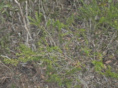 Melaleuca sieberi, photograph (c) Scott W. Gavins, some rights reserved (CC BY)