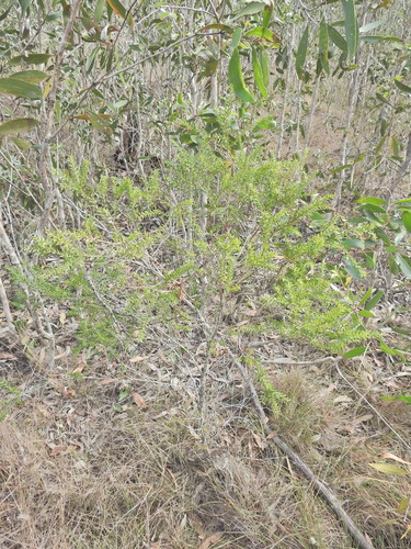 Melaleuca sieberi, photograph 5