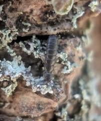 Anurophorus