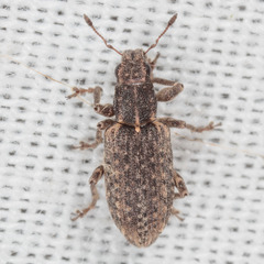 Sitona californius