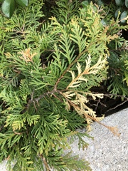 Pestalotiopsis funerea