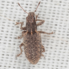 Sitona californius