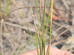 Philippine hairgrass (Eleocharis philippinensis)