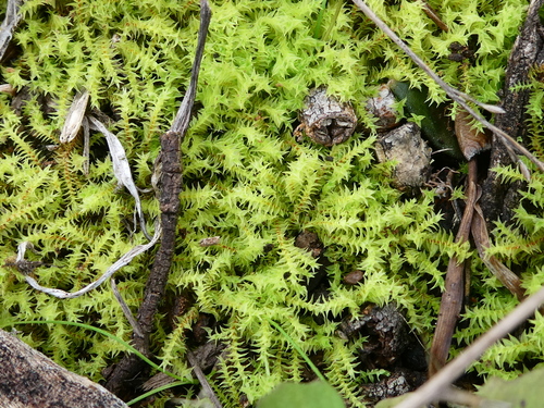 Triquetrella papillata