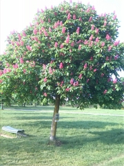 Aesculus × carnea