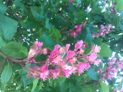 Aesculus × carnea