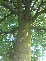 Aesculus × carnea