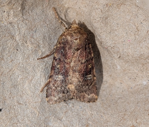 Pseudorthodes irrorata