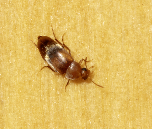 Pentaria trifasciata