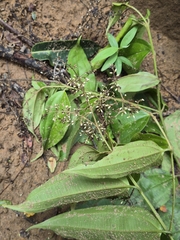 Miconia minutiflora