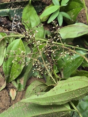 Miconia minutiflora, photograph author not stated, no rights reserved