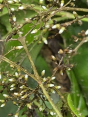 Miconia minutiflora, photograph author not stated, no rights reserved