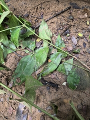Miconia minutiflora, photograph author not stated, no rights reserved