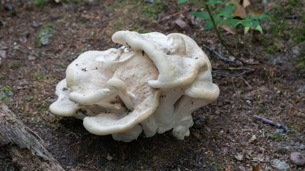 Berkeley's Polypore · July 2026 · photo: Photo: no rights reserved · iNaturalist