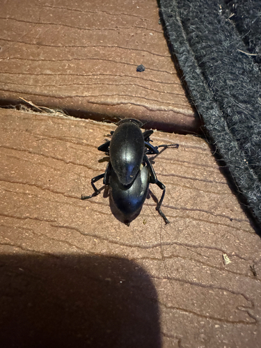 iNaturalist observation photo of Blaptinae