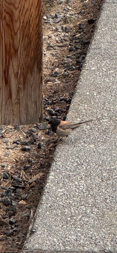 iNaturalist observation photo of Dark-eyed Junco