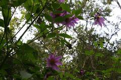 Dahlia imperialis