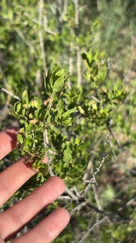 American Tarwort