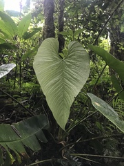 Anthurium caperatum