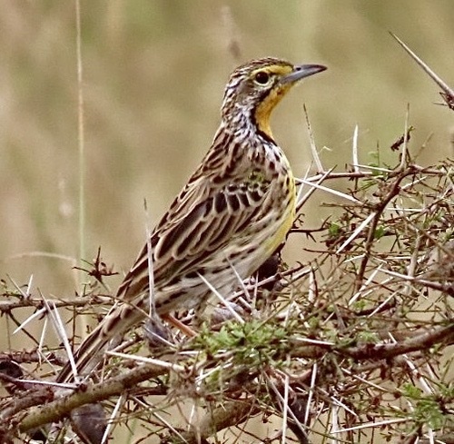 Pangani Longclaw (Macronyx aurantiigula), photo 2
