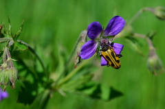 Brachyta interrogationis