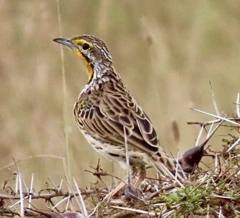 Pangani Longclaw (Macronyx aurantiigula), photo 6