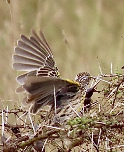 Pangani Longclaw (Macronyx aurantiigula), photo 7