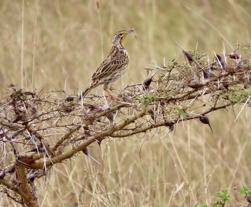 Pangani Longclaw (Macronyx aurantiigula), photo 8