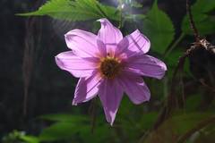 Dahlia imperialis