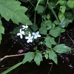 Cardamine angulata