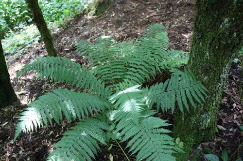 Dryopteris wallichiana iNat (2)