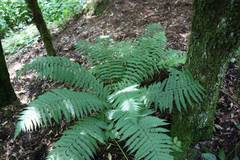 Dryopteris wallichiana