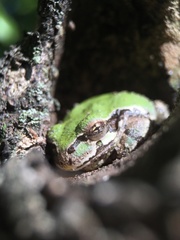 Hyla japonica
