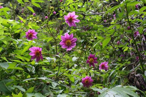 Dahlia imperialis