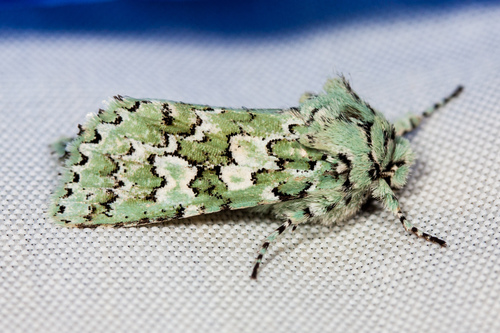 Feralia februalis photo 2