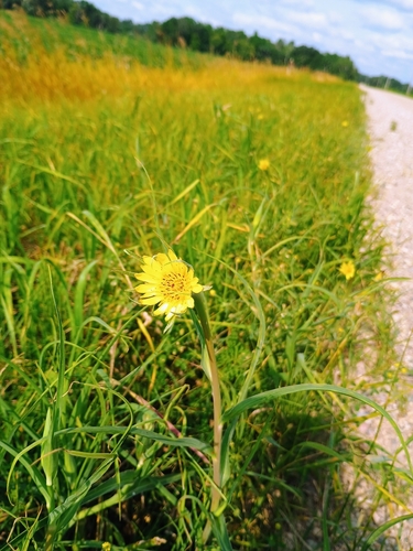 Yellow Salsify