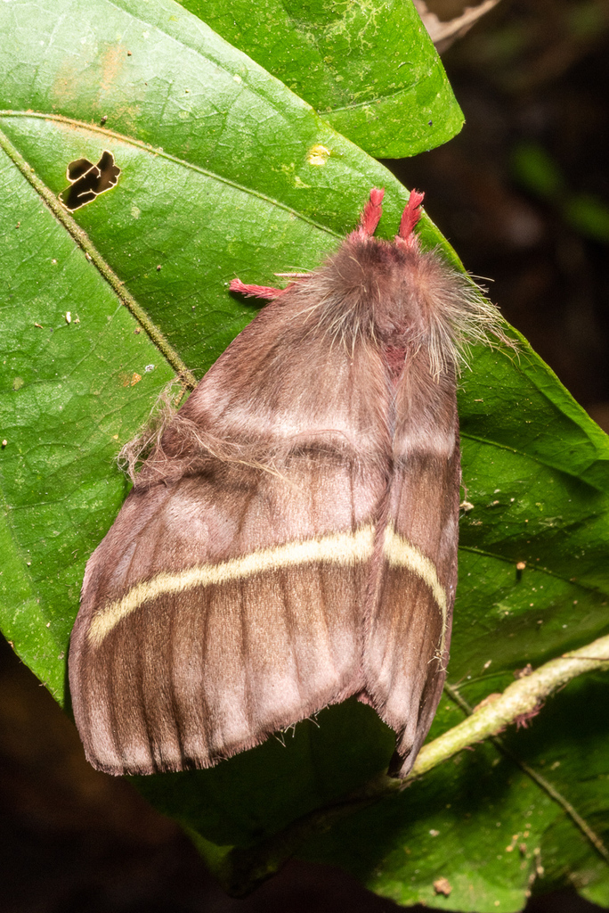 Hylesiopsis festiva