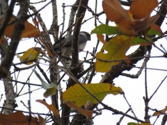 Accipiter striatus chionogaster
