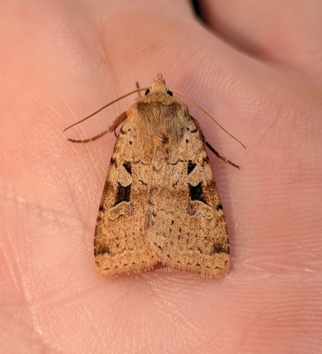 Diarsia esurialis photo 2