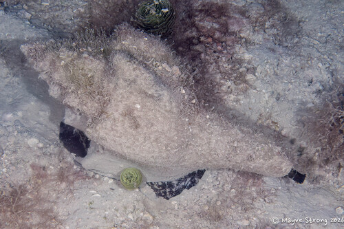 Turbinella angulata, 2026-07-14