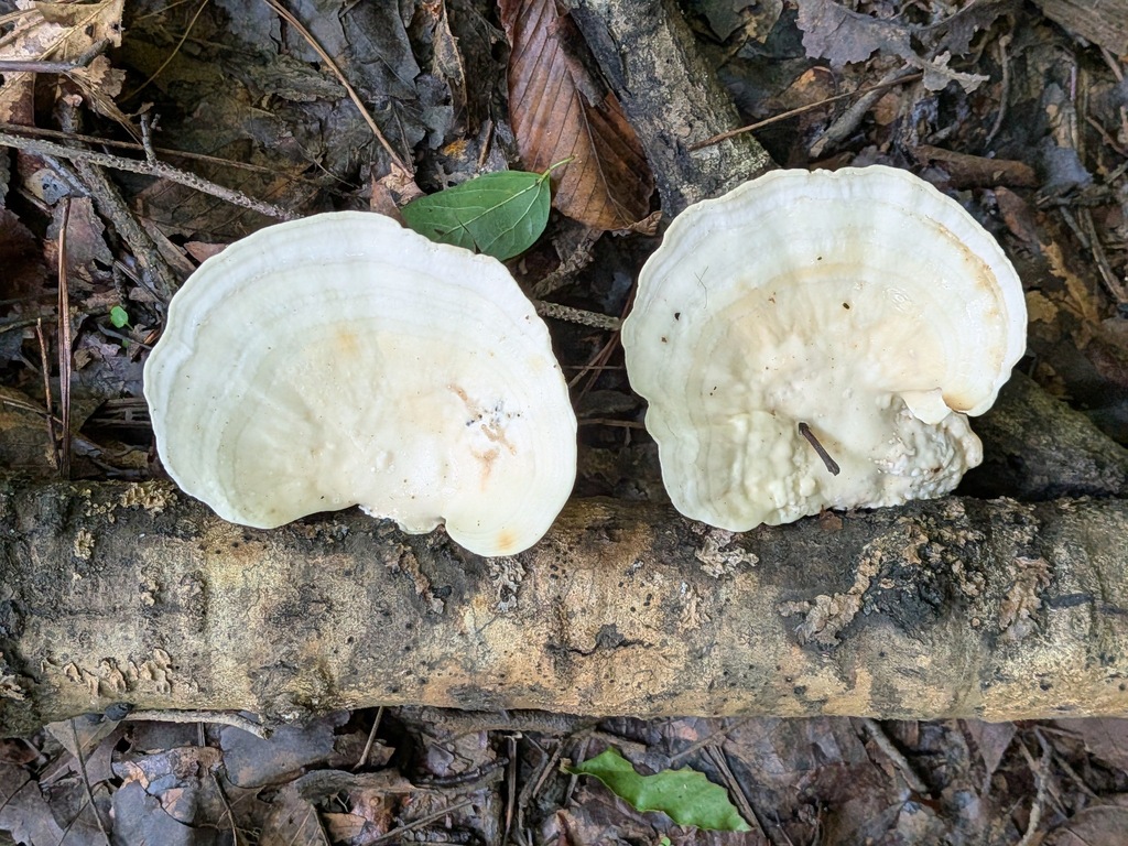 Trametes aesculi · July 2026 · photo: Photo: no rights reserved · iNaturalist