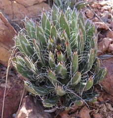 Agave parviflora parviflora