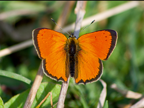 Grecian Copper (Lycaena ottomanus) · iNaturalist