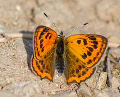 Lycaena ottomanus