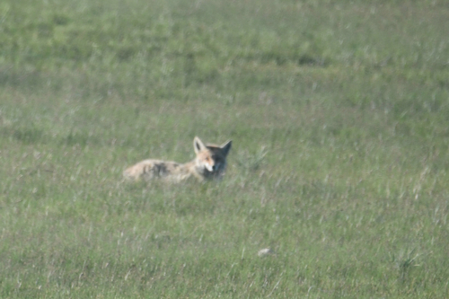 Himalayan Red Fox