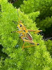 Romalea microptera